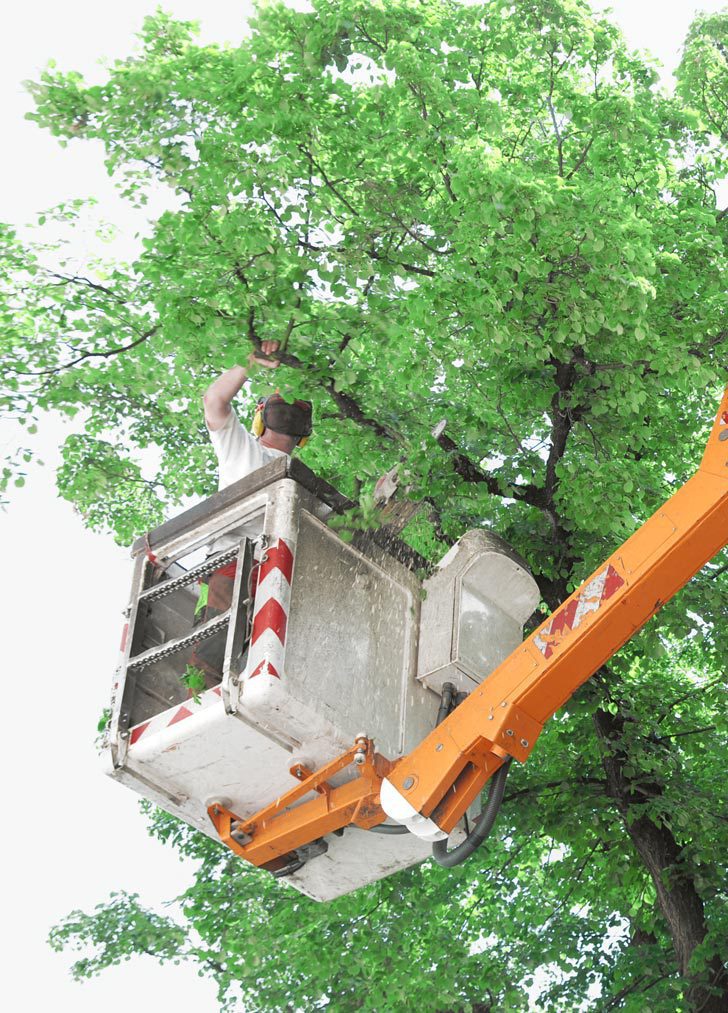 Tree Care Services, Treee & Stump Removal, Professional Arborist Fort ...